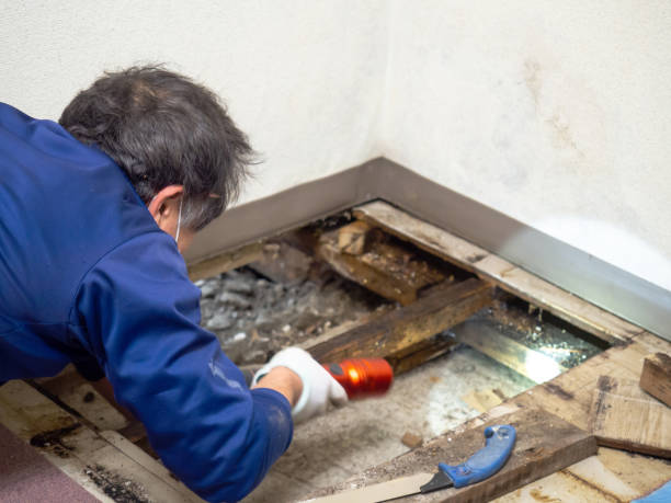 Best Mold Testing  in Hidden Valley Lake, CA