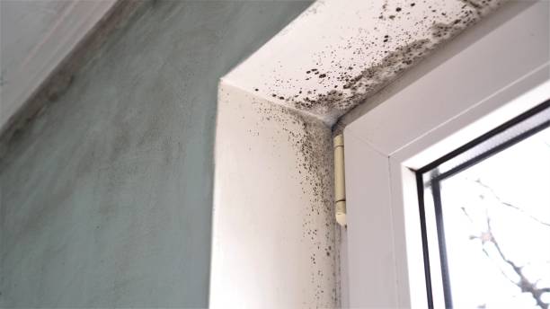 Professional Mold Removal in Hidden Valley Lake, CA