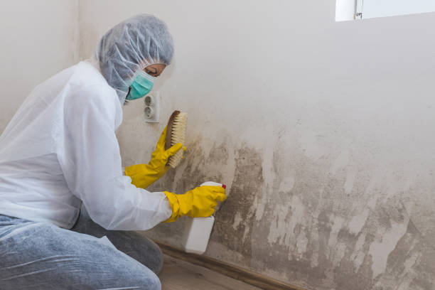 Best Mold Remediation  in Hidden Valley Lake, CA