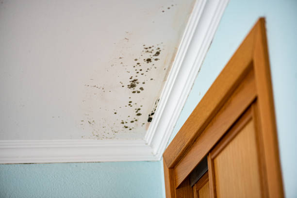 Best Local Mold Removal Service  in Hidden Valley Lake, CA