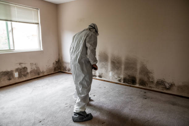 Best Mold Cleaning Services  in Hidden Valley Lake, CA