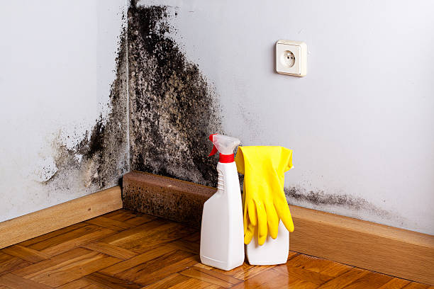 Best Mold Testing  in Hidden Valley Lake, CA