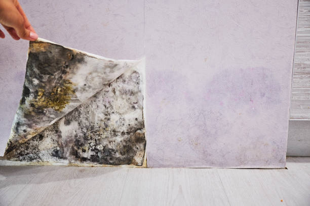 Best Professional Mold Removal  in Hidden Valley Lake, CA